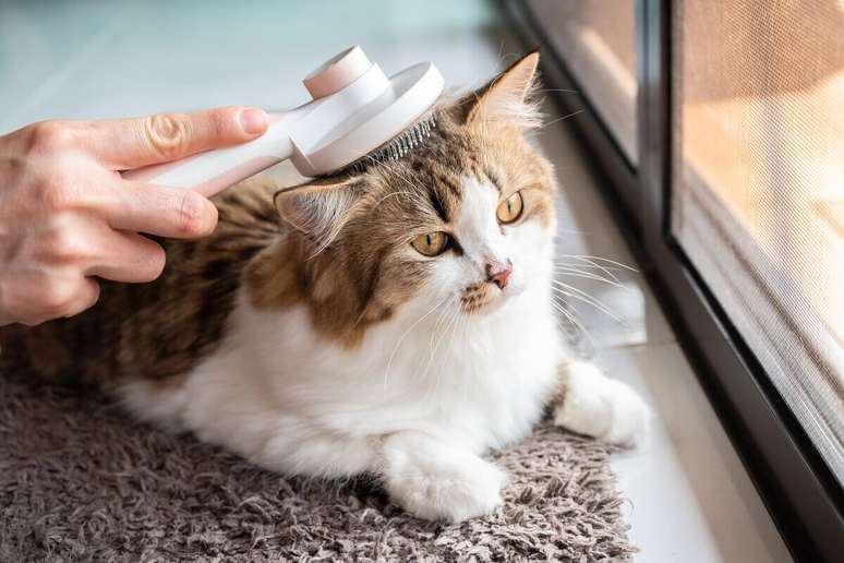 Escovar o gato regularmente é importante para a saúde do bichano