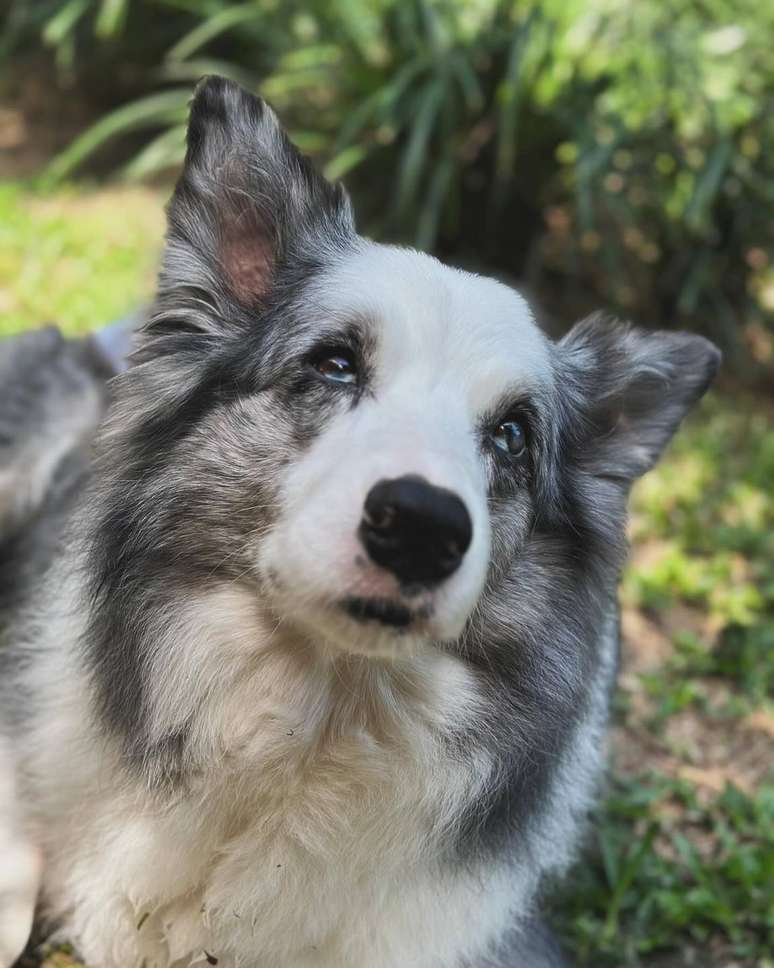 Cachorra de Angelica morre e apresentadora lamenta nas redes sociais