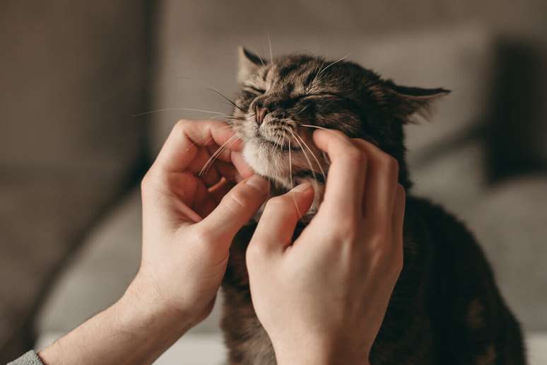 Acariciar o gato antes da escovação reduz a ansiedade do felino 