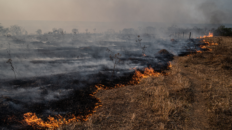 Taxa oficial de desmatamento no Cerrado é de 11.011,7 km² para o período de agosto de 2022 a julho de 2023. 