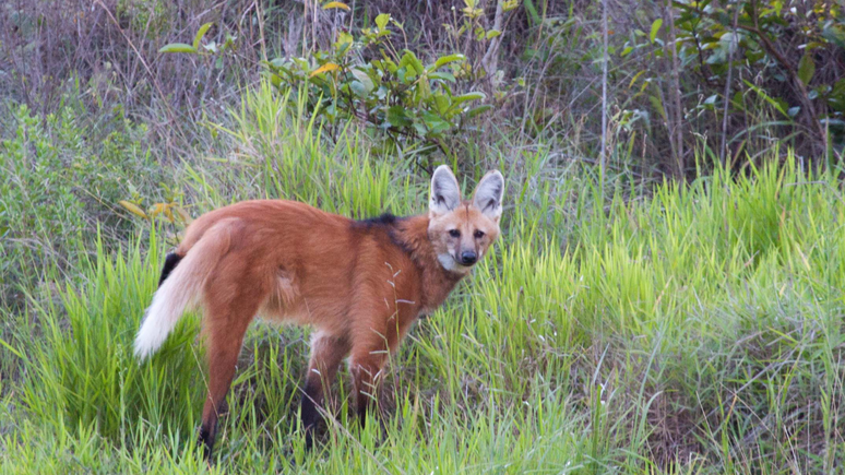 Lobo-guará