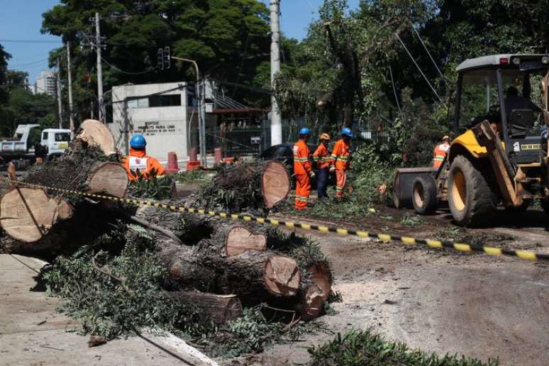 Por ano, os pesquisadores indicam que o munic&iacute;pio registra cerca de 2 mil quedas de &aacute;rvores urbanas
