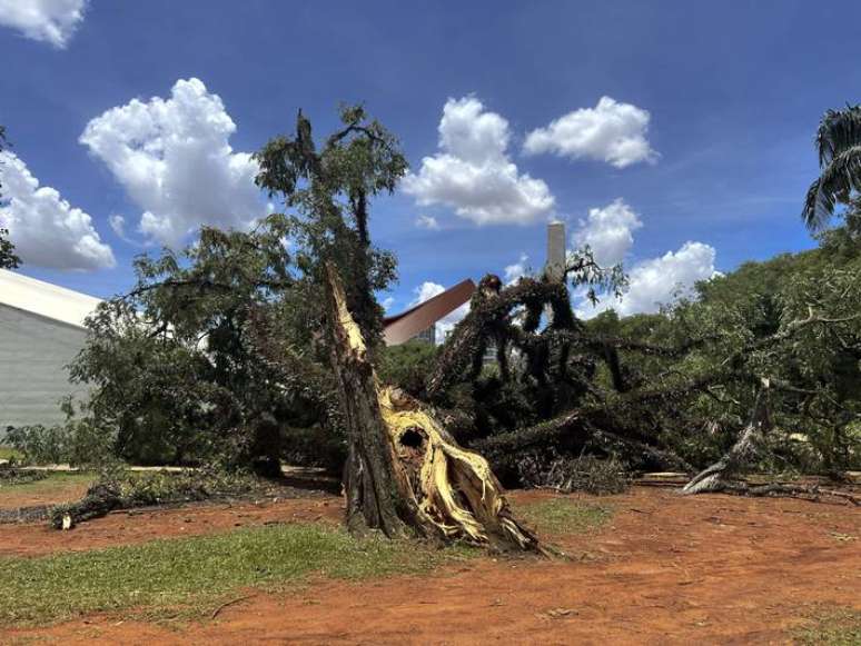 Quedas de &aacute;rvore tamb&eacute;m afetaram o parque do Ibirapuera nesta semana