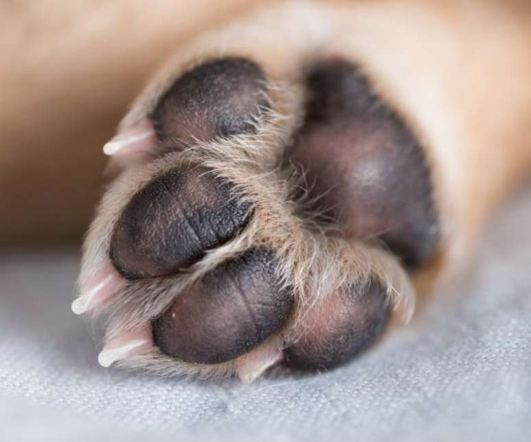 As “almofadinhas” das patas dos pets são bem sensíveis ao calor –