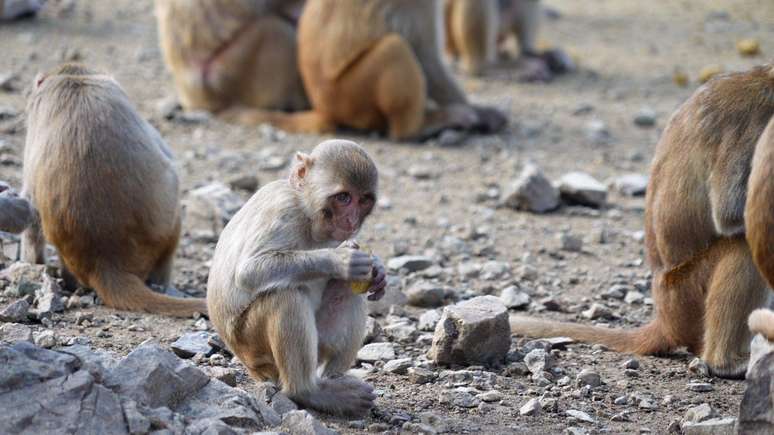 Macaco segura um alimento em Cayo Santiago 