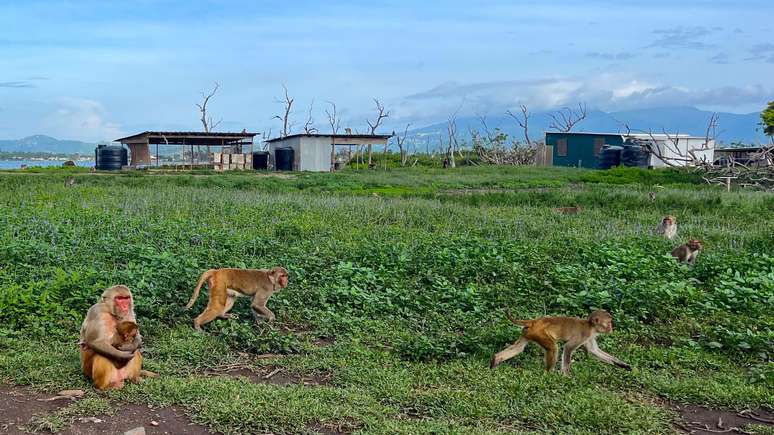 Um grupo de macacos, incluindo uma fêmea com seu filhote, circula por Cayo Santiago