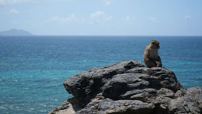 Macaco em uma pedra em Cayo Santiago