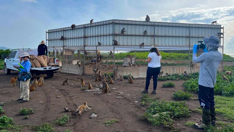 Pesquisadores aproveitam o horário de alimentação dos macacos para fazer um censo populacional