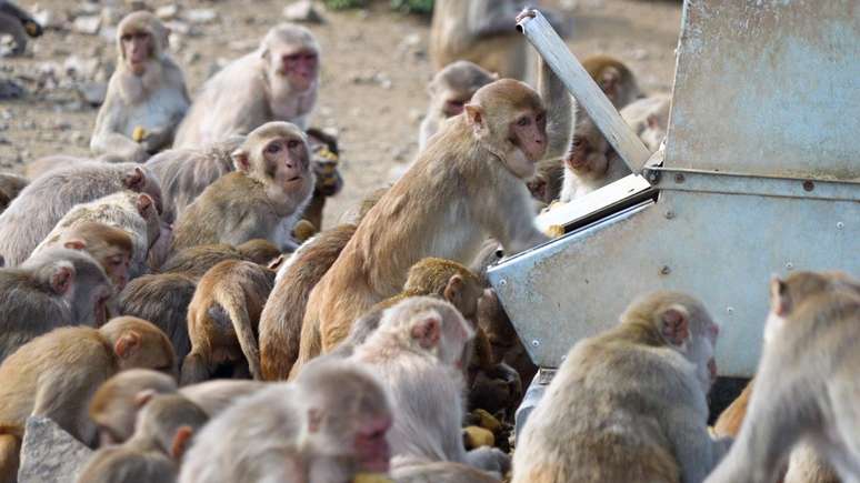 Grupo de macacos se reúne em torno de um comedouro. Os cientistas complementam a dieta dos macacos com um produto chamado monkey chow