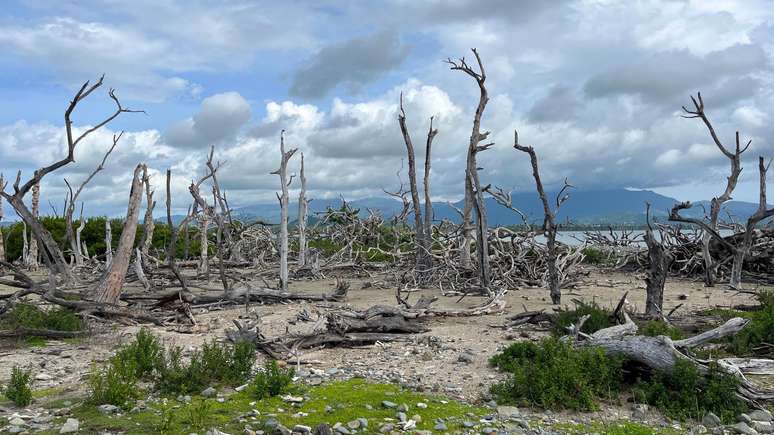 Cayo Santiago perdeu cerca de 60% de sua vegetação após o furacão María em 2017