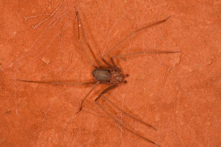 Loxosceles, provável responsável pela picada; aranha foi fotografada por especialista Marcelo Gonzaga no Parque Nacional Cavernas do Peruaçu (MG)