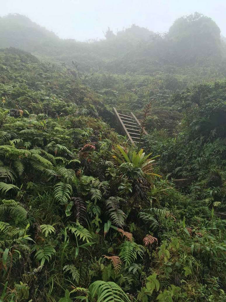 Trilha no Monte Pelée 