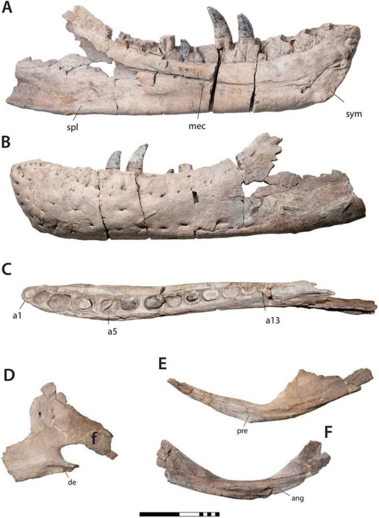 A mandíbula inferior do Tyrannosaurus mcraeensis, que se diferencia bastante da do T. rex (Imagem: Dalman et al./Scientific Reports)