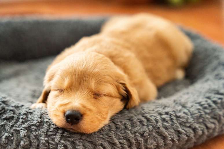 Quando filhotes, os cães podem dormir entre 15 e 19 horas por dia 
