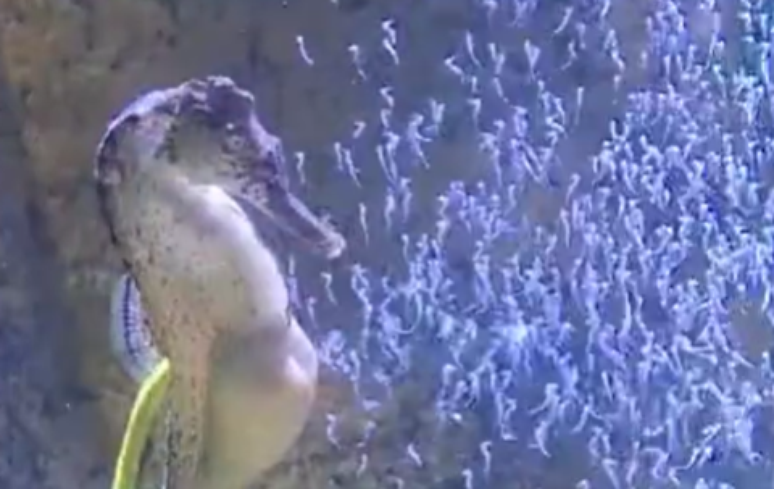 Cavalo marinho dá à luz a 300 filhotes em aquário de SC