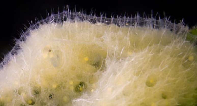 Fotógrafo de São Paulo descobre nova espécie de esponja de água doce vivendo em seu aquário 