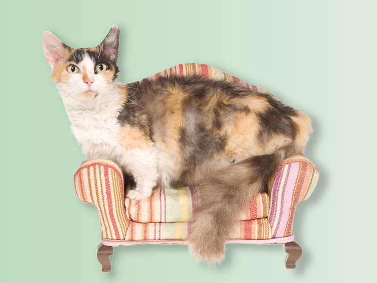 Skookum é um gato de porte pequeno a médio, com patas curtas e uma pelagem encaracolada ou cacheada 