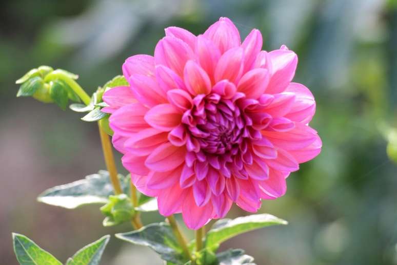 Flores na cor rosa transmitem carinho 