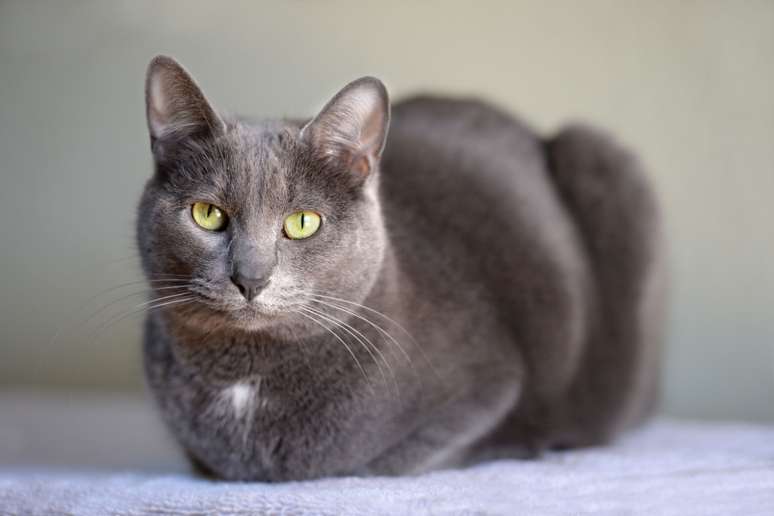 Apesar do tamanho, os gatos da raça korat são bastante atléticos e têm uma personalidade tranquila 