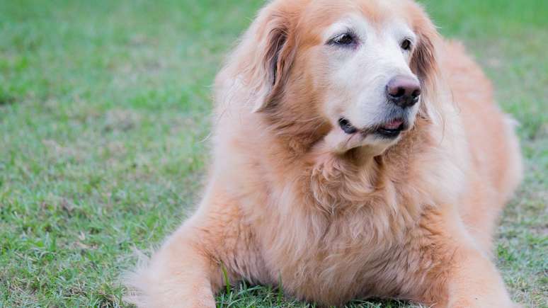 Peso pode ser fator-chave para a longevidade de c&atilde;es grandes como os golden retriever