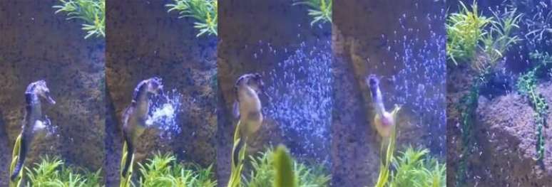 Mais de 300 cavalos-marinhos da esp&eacute;cie 'Hippocampus reidi' nascem no Oceanic Aquarium, em Balne&aacute;rio Cambori&uacute;. Esta esp&eacute;cie &eacute; a &uacute;nica em que o macho d&aacute; luz aos filhotes.