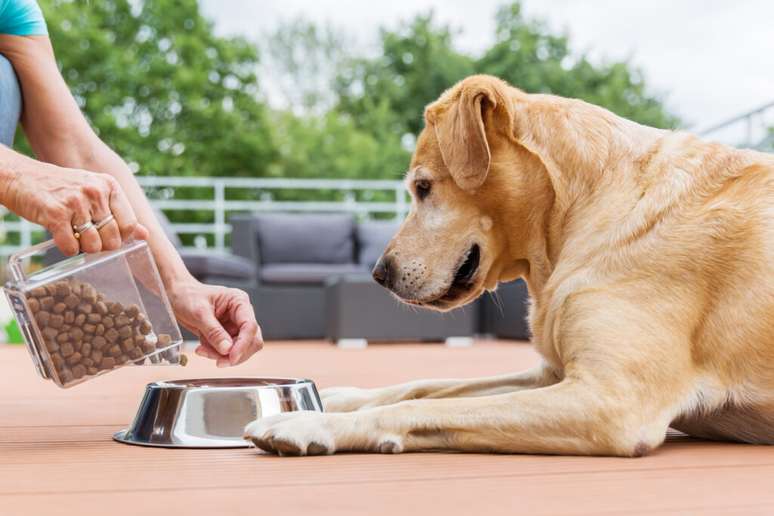 Caso o animal precise ficar sozinho, é necessário deixar à disposição água, comida e mantê-lo em um ambiente ventilado e protegido 