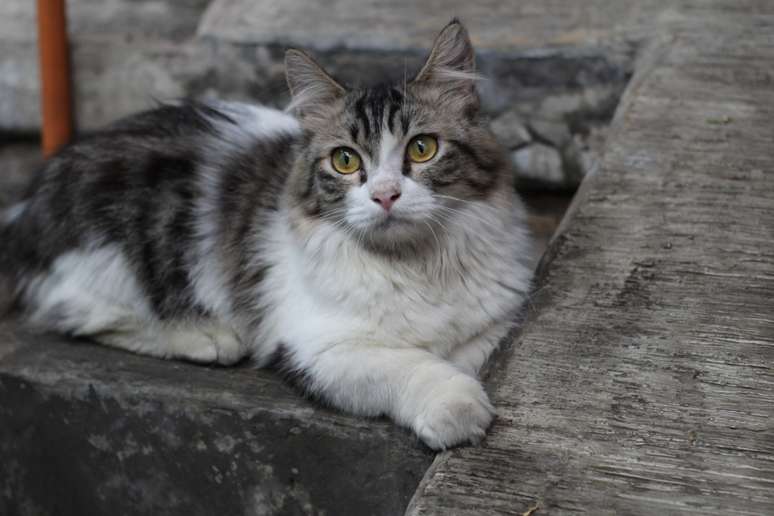 Apesar das pernas pequenas, gatos munchkin são animais ágeis, brincalhões e adaptáveis 