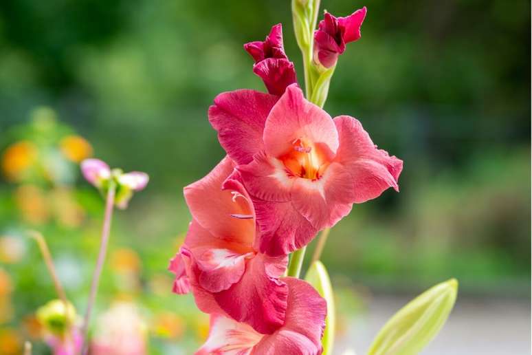 Flores vermelhas atraem o fortalecimento das rela&ccedil;&otilde;es 