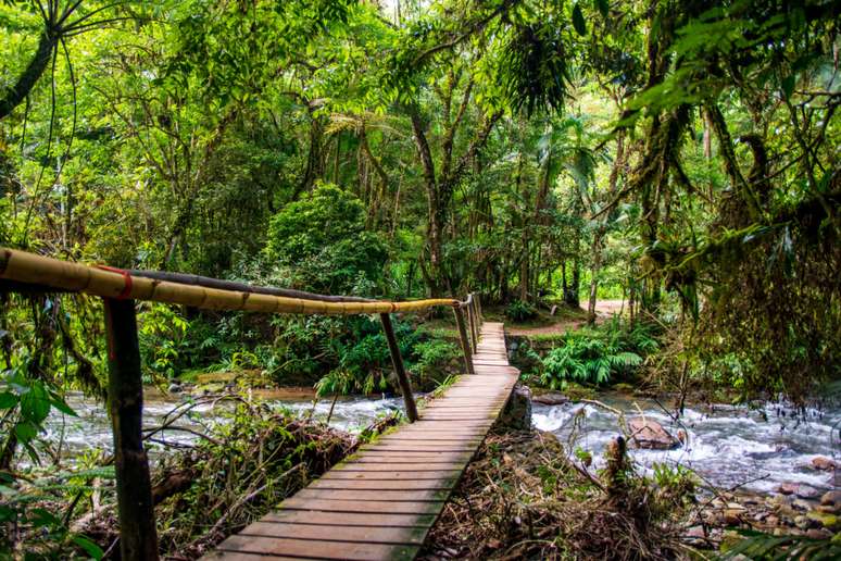 No Vale do Ribeira, o PETAR tamb&eacute;m contribui para a preserva&ccedil;&atilde;o da Mata Atl&acirc;ntica 