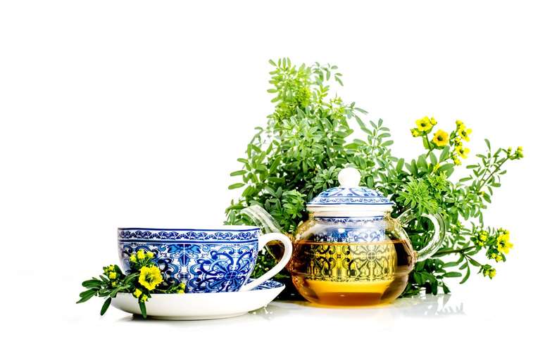 Uma das formas mais comuns de se consumir a arruda no Brasil é por infusão