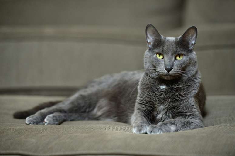 O Korat é um tipo de gato reconhecido por sua beleza e temperamento gentil