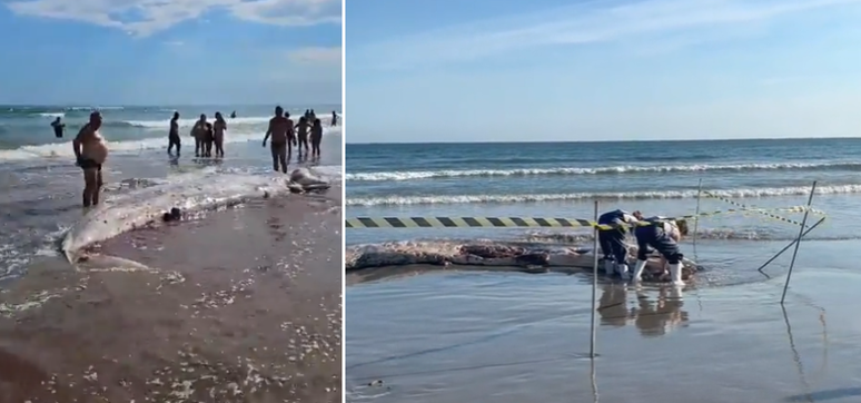 Baleia em estado de decomposição encalha e atrai banhistas em Praia Grande (SP) 