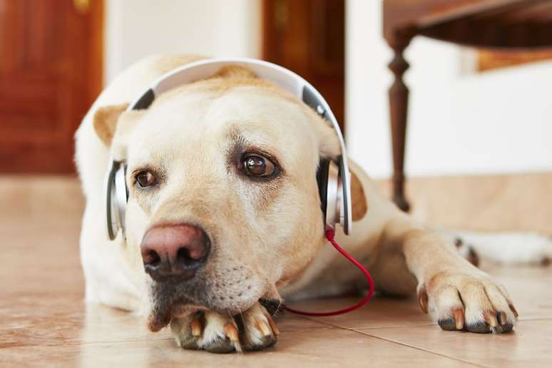 A audição do pet é sensível, e determinados eletrodomésticos podem ser prejudiciais (Imagem: Chalabala/Envato)