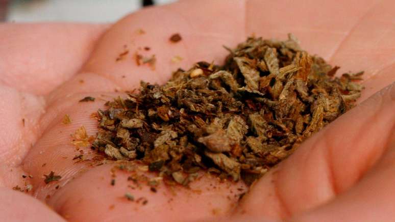 Substância líquida criada em laboratório, o K2 é misturado com ervas e fumado - e muitas vezes vendido sobre o nome de 'spice'