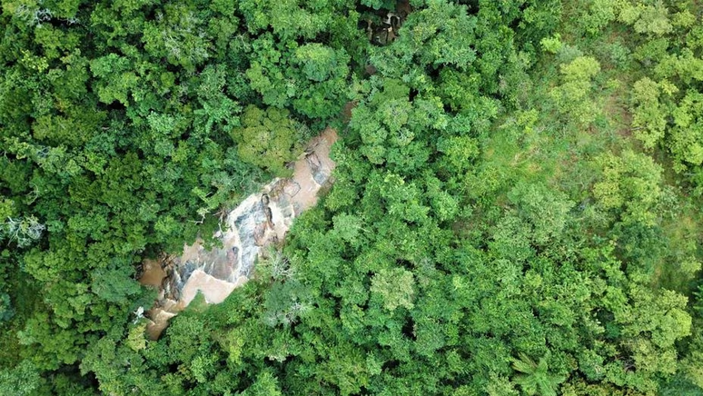 Mata reflorestada com espécies nativas na Reserva Particular do Patrimônio Natural (RPPN) Duas Cachoeiras, em Amparo (SP), que é onde fica também o Araribá Jardim Botânico