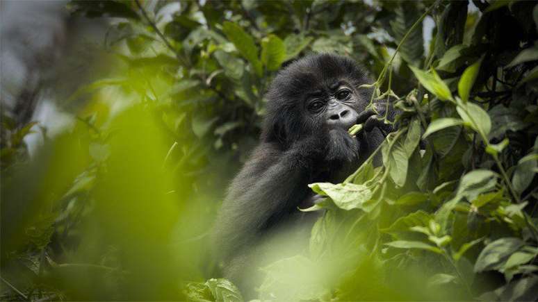 Uma f&ecirc;mea pode dar &agrave; luz um beb&ecirc; gorila a cada quatro ou seis anos