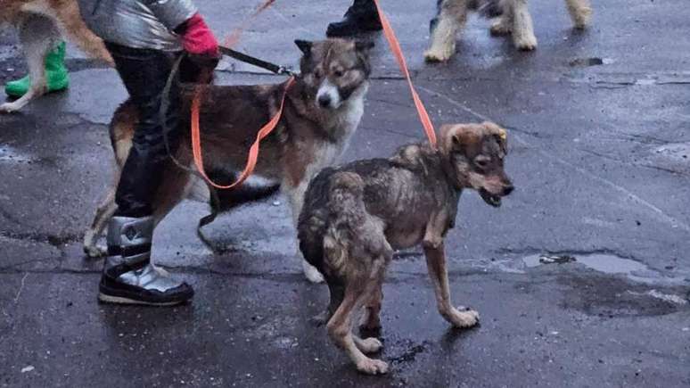 Cerca de 2 mil cães ainda precisam ser resgatados, dizem ativistas