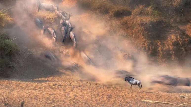 Animal parado enquanto outros correm