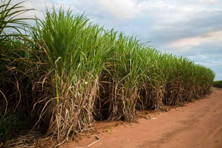 Brasil iniciou produção de álcool a partir da cana-de-açúcar como forma de reduzir a dependência do petróleo em 1973