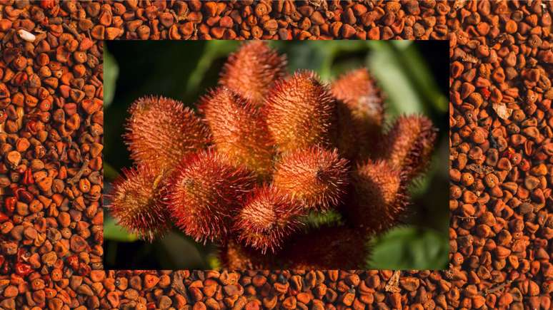 Urucum: muito além do bronzeador e do tempero para alimentos