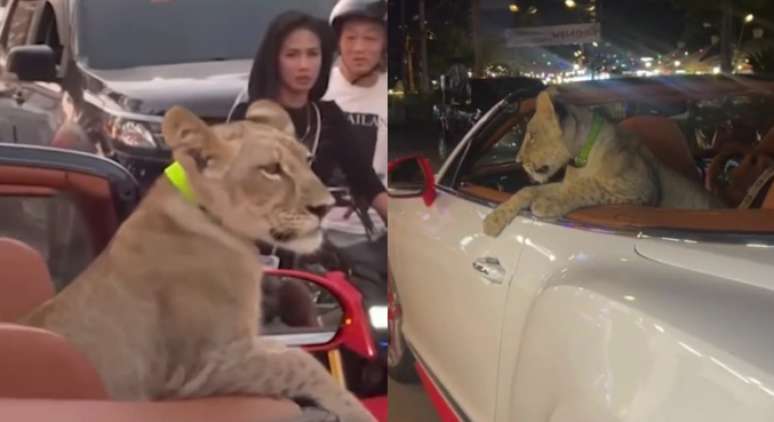 Leão é visto passeando na parte traseira de um carro