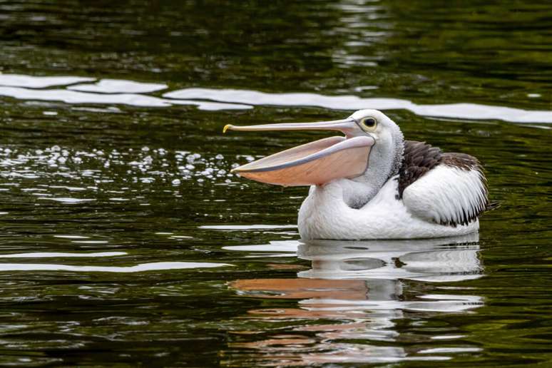 O pelicano é um habilidoso pescador, utilizando seu bico para capturar peixes em mergulhos precisos 