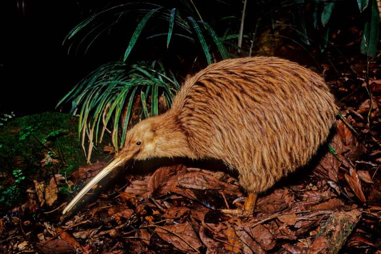 O kiwi possui um bico longo e fino, adaptado para procurar insetos e larvas no solo 