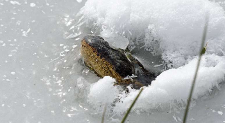 Jacarés sobrevivem ao frio extremo se congelando debaixo d’água