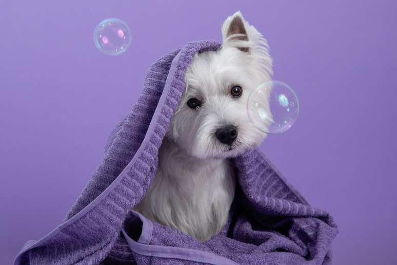 O banho ajuda a prevenir doenças dermatológicas nos pets