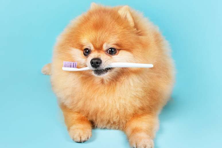 Cuidar dos dentes dos animais de estimação é importante para prevenir doenças