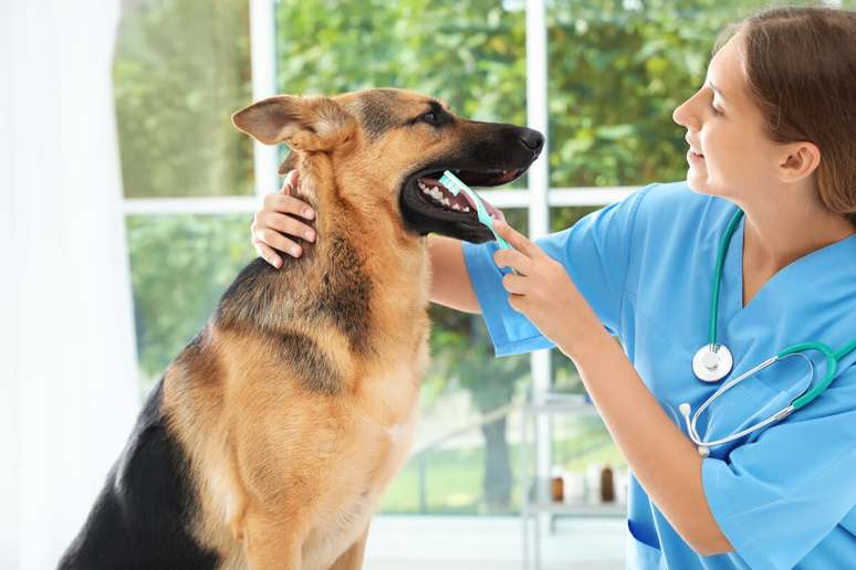 Visitar o veterinário regularmente ajuda a evitar problemas bucais 