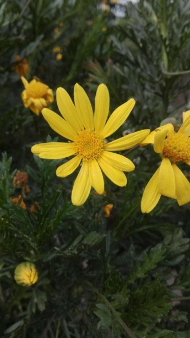 Margarida-amarela (Euryops pectinatus).