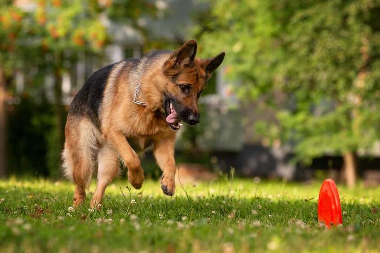 O pastor alemão é um cachorro bastante ativo e adora brincadeiras 