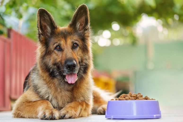 O pastor alemão é um cachorro conhecido pela inteligência e agilidade